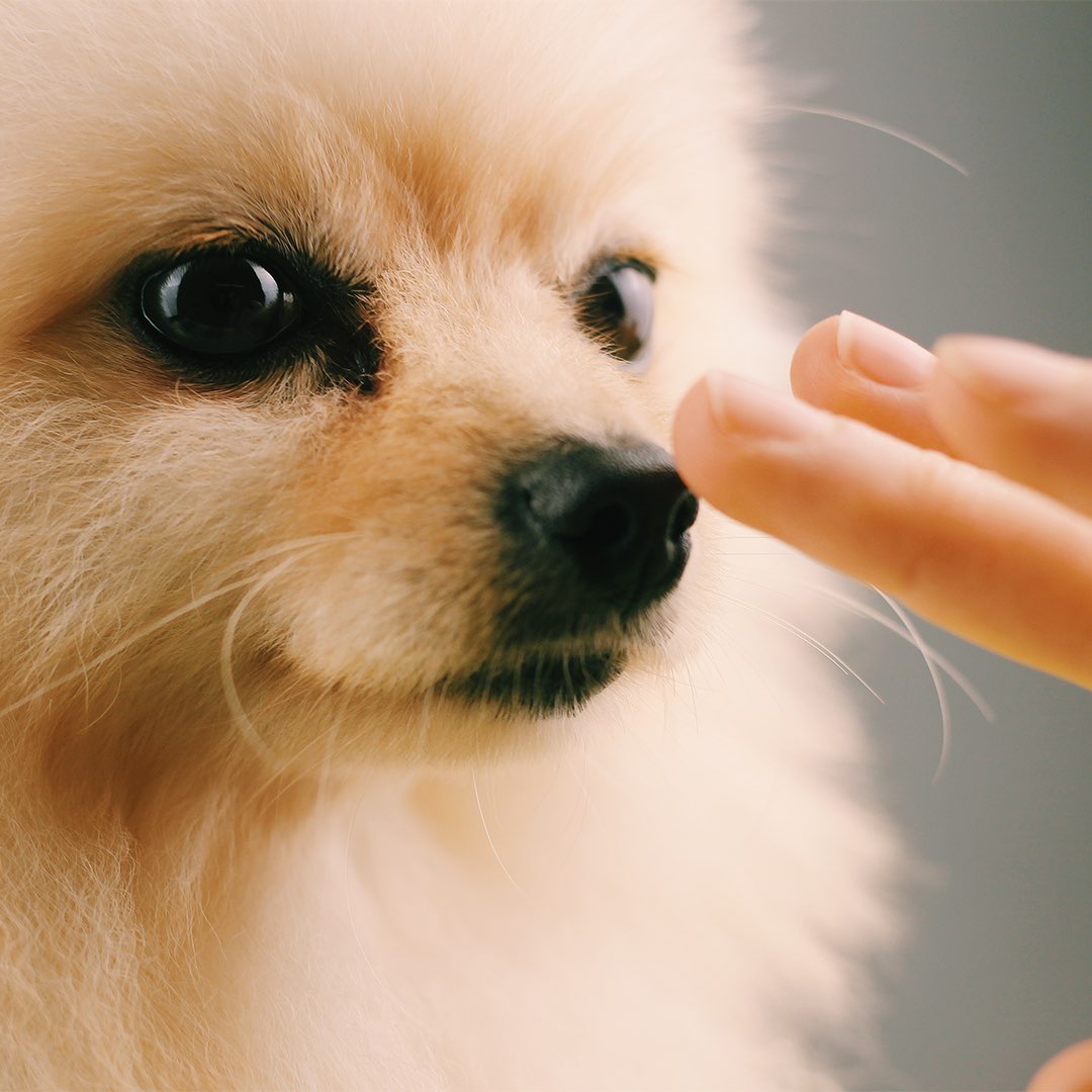 Dog Nose & Paw Balm