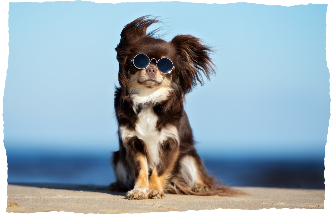 Quick Tips To Keep Your Dog Cool During A Heatwave