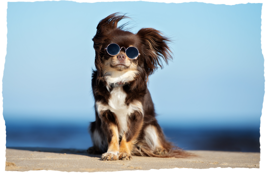Quick Tips To Keep Your Dog Cool During A Heatwave